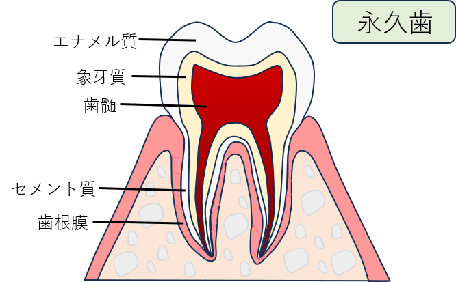 歯科用　ANATOM PRIMARY CROWNS 上下乳歯冠 翌日発送可能】 歯科用 上下乳歯冠 CROWNS PRIMARY おとし