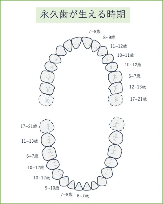 永久歯が生える時期